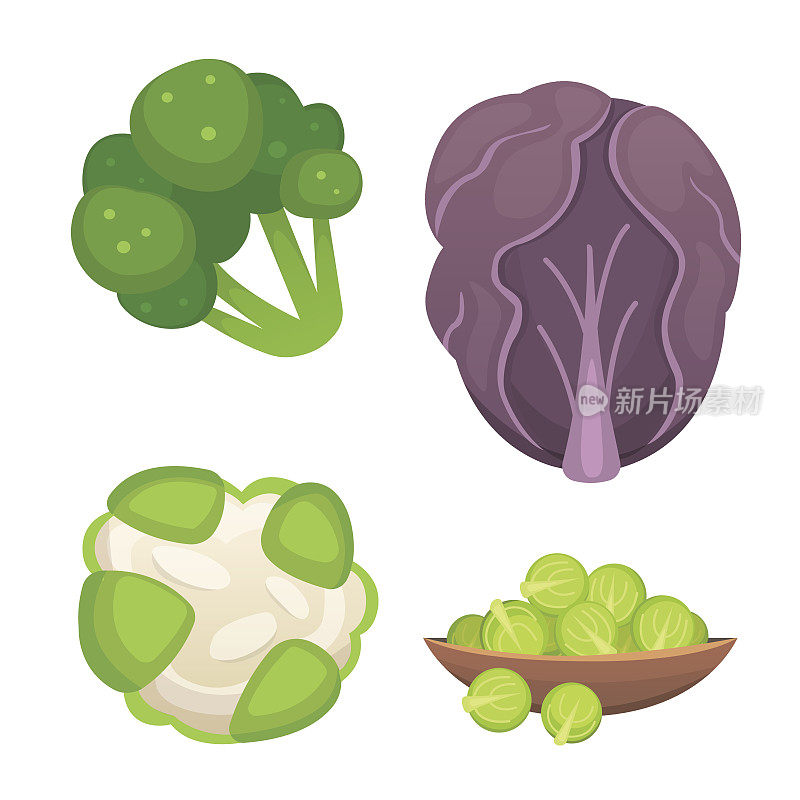 Set vector Cabbage and Lettuce. Vegetable green broccoli, kohlrabi, other different cabbages.